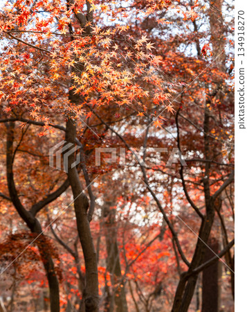 色彩鮮豔的秋葉在陽光明媚的秋日閃閃發光 色彩鮮豔的秋葉在陽光明媚的秋日閃閃發光 134918270
