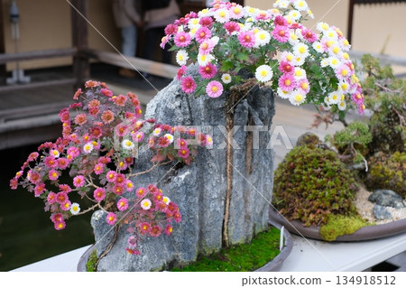 三溪園秋葉節上的盆景展覽 134918512