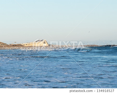 Birds thriving on Okurado Beach (Kosai City, Shizuoka Prefecture) 134918527