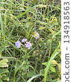 野生花草 134918563