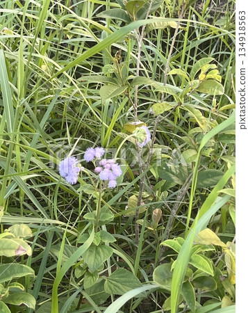 Wildflowers and grasses 134918563