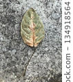 枯葉 134918564