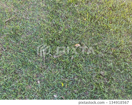 Grassland Grassland 134918567