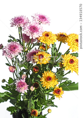 Chrysanthemum (spray mum) 134918570