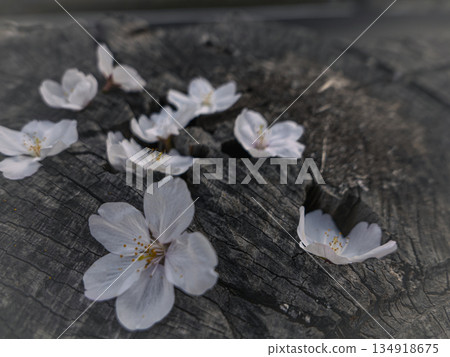 麻雀偷吃花蜜，櫻花花瓣被啄食殆盡的照片 134918675