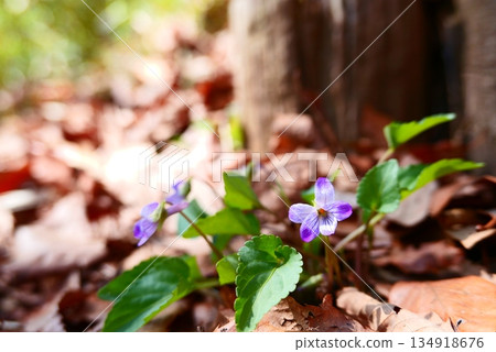 一張卡拉基達路沿線森林中盛開的紫羅蘭照片 134918676