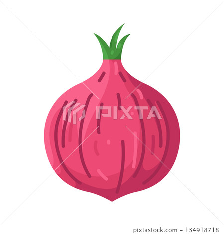 Illustration of shallot Illustration of shallot 134918718
