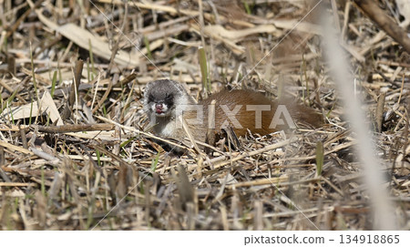 鼬的臉好可愛 134918865