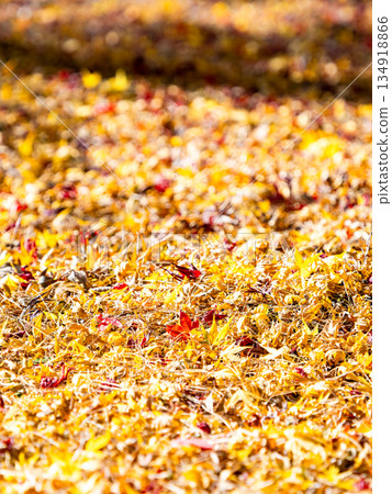 深秋時節的美景：落葉如毯，秋葉色彩繽紛。 134918866
