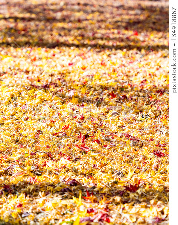 深秋時節的美景：落葉如毯，秋葉色彩繽紛。 134918867