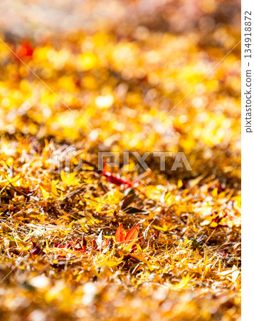 Beautiful scenery in late autumn: a carpet of fallen leaves and vibrant autumn foliage 134918872