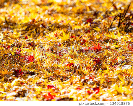 Beautiful scenery in late autumn: a carpet of fallen leaves and vibrant autumn foliage Beautiful scenery in late autumn: a carpet of fallen leaves and vibrant autumn foliage 134918876
