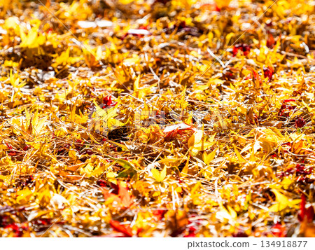 Beautiful scenery in late autumn: a carpet of fallen leaves and vibrant autumn foliage Beautiful scenery in late autumn: a carpet of fallen leaves and vibrant autumn foliage 134918877