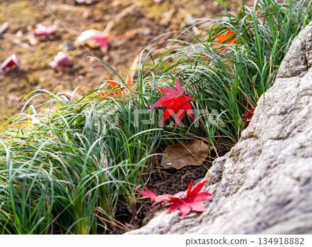 Beautiful scenery in late autumn: a carpet of fallen leaves and vibrant autumn foliage 134918882