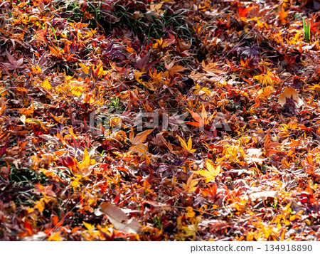 Beautiful scenery in late autumn: a carpet of fallen leaves and vibrant autumn foliage 134918890