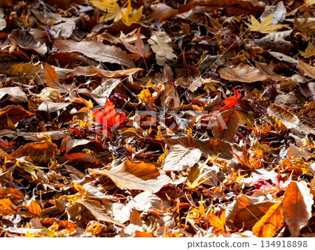 Beautiful scenery in late autumn: a carpet of fallen leaves and vibrant autumn foliage 134918898
