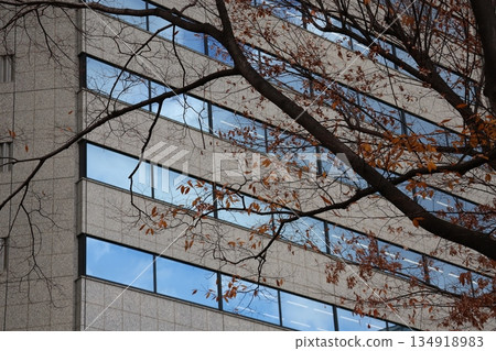 A cityscape with skyscrapers and large trees with dead leaves, with blue skies reflected in the windows 134918983
