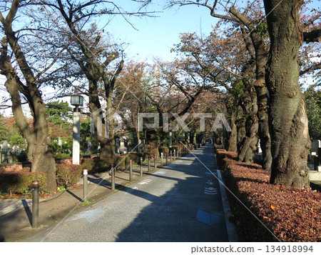 秋季的青山墓園（靠近外國公墓的中央大街） 134918994