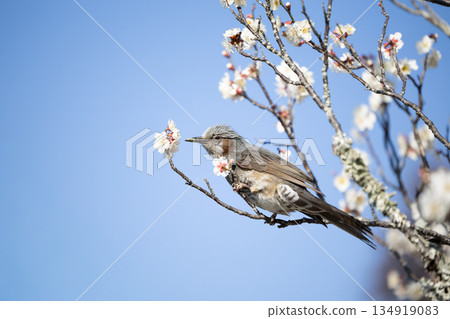 布朗魚放在一棵李子樹 134919083