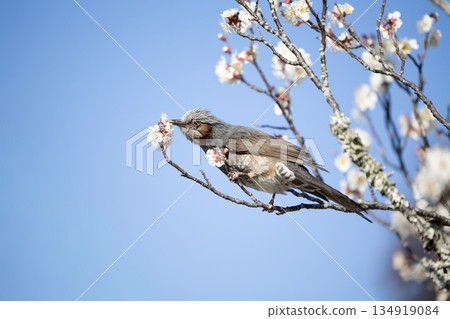 棕色耳朵吮吸梅花 134919084