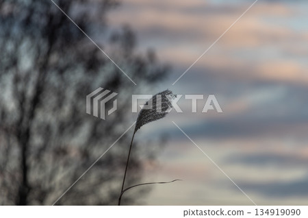 Ears of silver grass standing against the backdrop of a winter morning sky Ears of silver grass standing against the backdrop of a winter morning sky 134919090