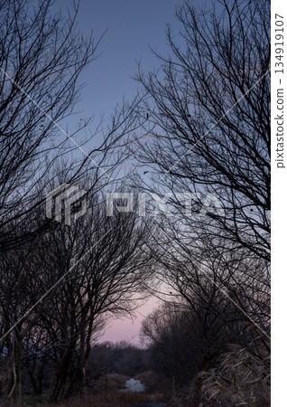 Winter morning sky and a quiet promenade along the Irumagawa River 134919107