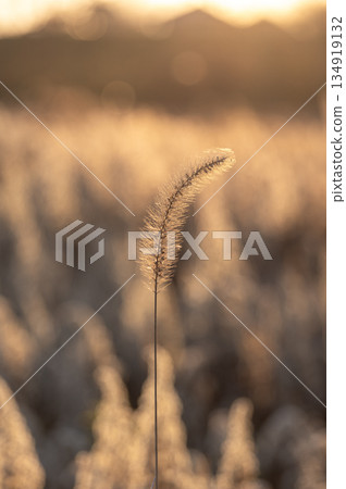 Withered foxtail grass and golden winter fields illuminated by the light of the setting sun Withered foxtail grass and golden winter fields illuminated by the light of the setting sun 134919132