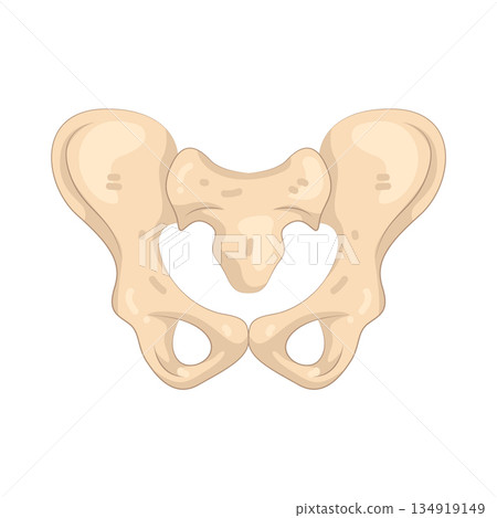 Illustration of human pelvis bone anatomy  134919149