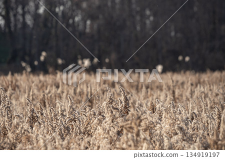 Withered goldenrod fluff and a winter-withered field shining in the winter light 134919197