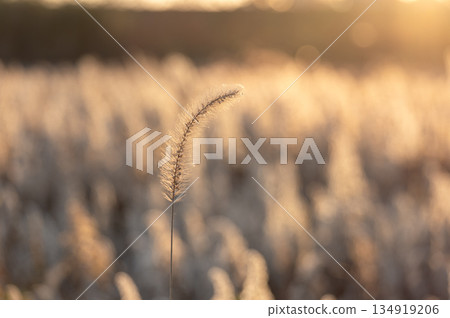 Withered foxtail grass and golden winter fields illuminated by the light of the setting sun Withered foxtail grass and golden winter fields illuminated by the light of the setting sun 134919206