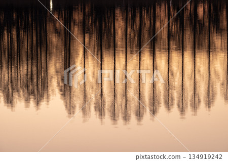 Reflection of metasequoia trees on the surface of Isanuma Lake at dusk 134919242