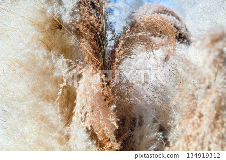 Field Grass Blowing in the Wind Field Grass Blowing in the Wind 134919312