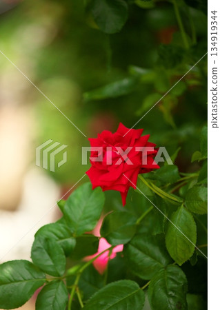 Colorful roses blooming in early summer ‗250608_019 134919344