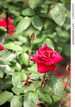 初夏盛開的五彩玫瑰 ‗250608_022 134919347