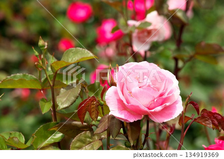 初夏盛開的五彩玫瑰 ‗250608_044 134919369