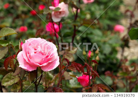 初夏盛開的五彩玫瑰 ‗250608_045 134919370