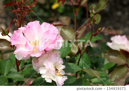 初夏盛開的五彩玫瑰 ‗250608_046 134919371