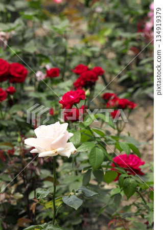 Colorful roses blooming in early summer ‗250608_054 Colorful roses blooming in early summer ‗250608_054 134919379