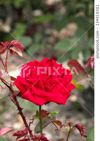 初夏盛開的五彩玫瑰 ‗250608_056 初夏盛開的五彩玫瑰 ‗250608_056 134919381