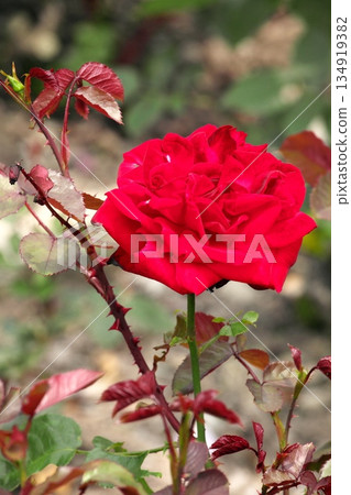 Colorful roses blooming in early summer ‗250608_057 134919382