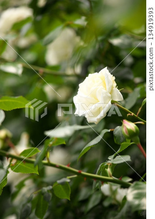Colorful roses blooming in early summer ‗250608_068 Colorful roses blooming in early summer ‗250608_068 134919393