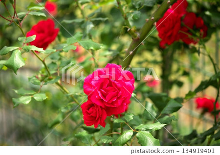 Colorful roses blooming in early summer ‗250608_076 Colorful roses blooming in early summer ‗250608_076 134919401