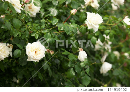 Colorful roses blooming in early summer ‗250608_077 Colorful roses blooming in early summer ‗250608_077 134919402