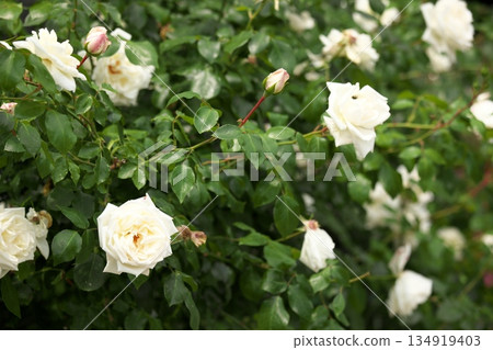 Colorful roses blooming in early summer ‗250608_078 Colorful roses blooming in early summer ‗250608_078 134919403