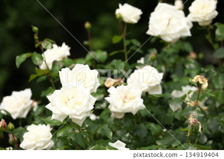 Colorful roses blooming in early summer ‗250608_079 Colorful roses blooming in early summer ‗250608_079 134919404