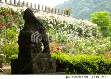 Colorful roses blooming in early summer ‗250608_088 134919412