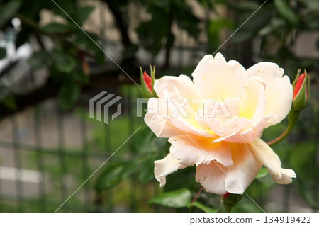 初夏盛開的五彩玫瑰 ‗250608_098 134919422