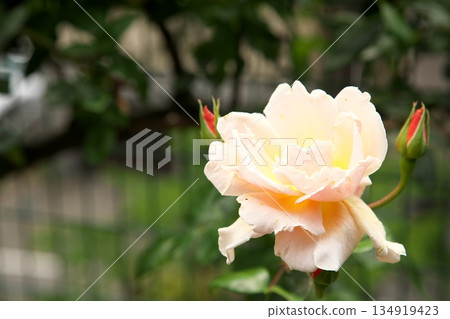 初夏盛開的五彩玫瑰 ‗250608_099 134919423