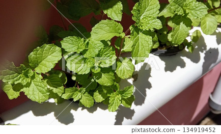 Fresh Green Mint Leaves Growing in Hydroponic PVC Pipe System, Sustainable Urban Gardening Concept 134919452