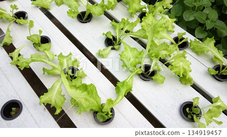 Green Oak Lettuce Growing in Hydroponic NFT System Garden 134919457